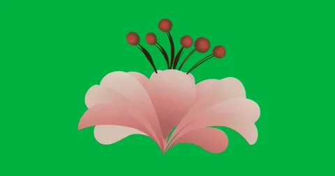 Bud on transparent background being triggered by pink shapes, petals fanning Stock Footage 317456652