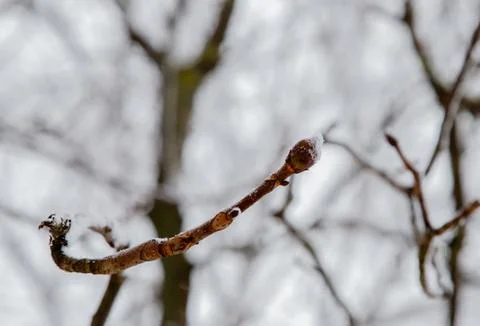 A bud on a tree branch. Stock Photos