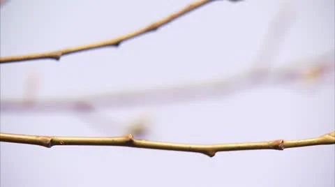 Bud on a tree Stock Footage 11339225