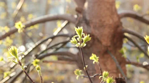 Bud on a tree Stock Footage 23299072