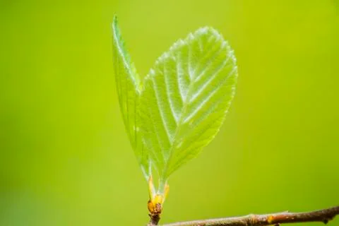 Bud of a tree Stock Photos