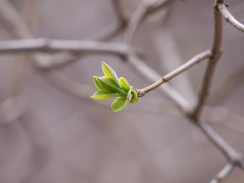 Bud on tree Stock Photos