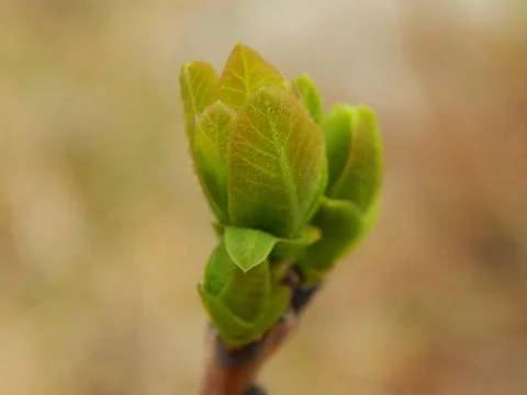 Bud of a tree Fotos de archivo