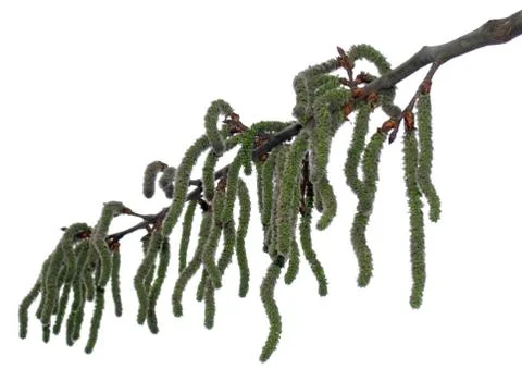 Bud twig Stock Photos