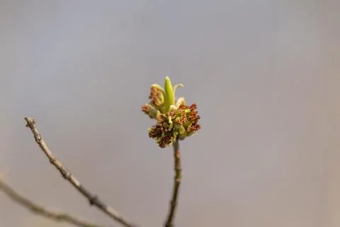 Bud unfolding softly. Delicate bud on thin branch. Softfocus view of tiny pol Stock Photos