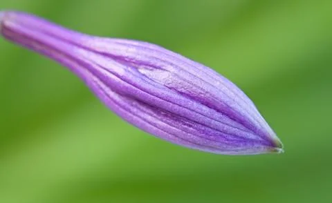 Bud of violet flowers. Stock Photos