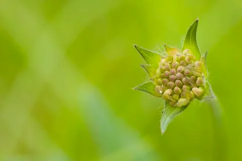 Bud of weed flower Stock Photos