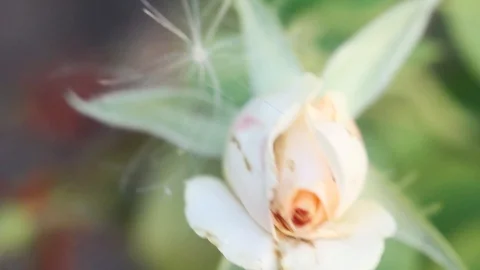 Bud of a white rose close-up view from above on a blurred background Stock Footage 113138889