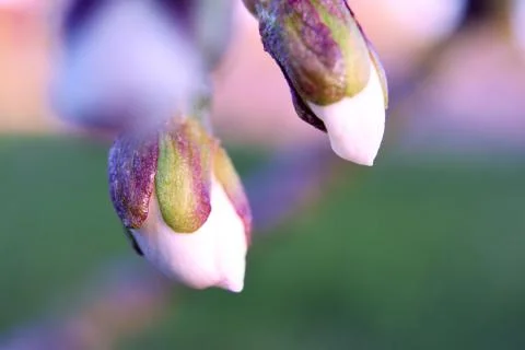 Bud on wild cherry on spring, closeup macro Stock Photos