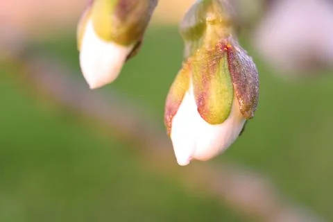 Bud on wild cherry on spring, closeup macro Stock Photos