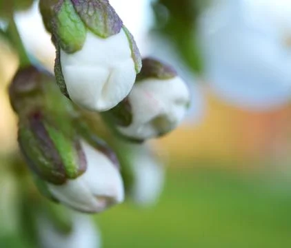 Bud on wild cherry on spring, closeup macro Foto stock
