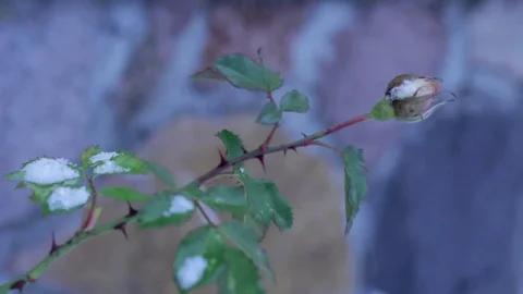 Bud of wild rose in winter Video stock 71158548