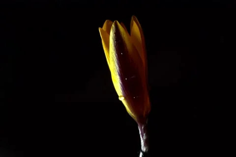 A bud of yellow crocus with drops of dew is revealed on a black background timel Stock Footage 132174338