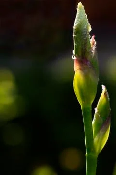 Bud of a yellow iris Stock Photos