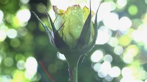 Bud of yellow rose Stock Footage 51430566
