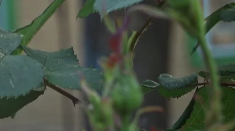 Bud of yellow rose Stock Footage 51430600