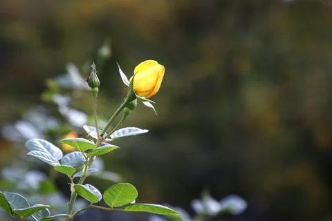 Bud of yellow rose Stock Photos