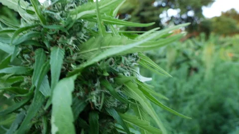 This bud is for you Stock Footage 165414816