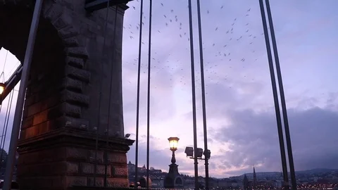 Budapest Bird Flying On Chain Bridge Stock Footage 73014528
