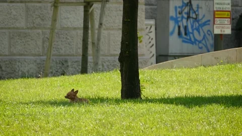 Budapest city park Stock Footage 245582504