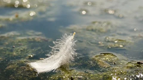 Budapest city park Stock Footage 245582758