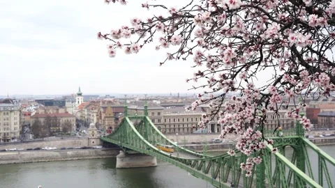 BUDAPEST, HUNGARY , Cherry blossom at spring time, view of the bridge Stock Footage 235926981