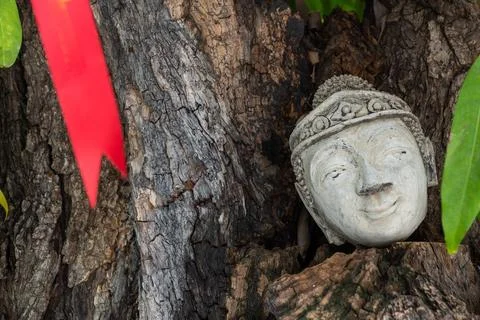 Buddah head on a tree Stock Photos