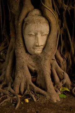 Buddah's head in tree Fotos Stock