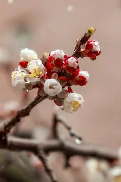 Budded branches Stock Photos