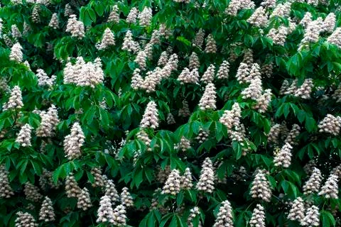 That budded chestnut in spring Foto stock