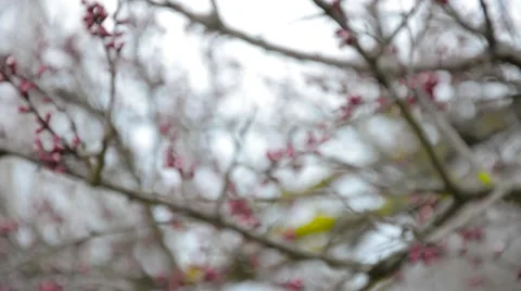 Budded early spring tree with red buds Stock Footage 62481543