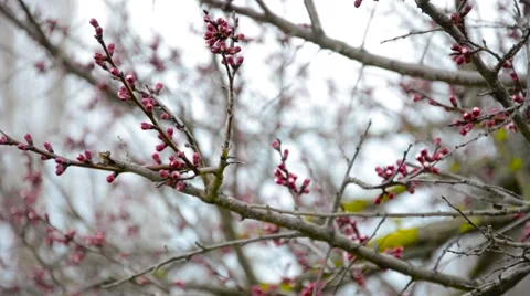 Budded early spring tree with red buds Stock-Footage 62481557