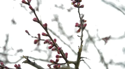 Budded early spring tree with red buds Stock Footage 62481579