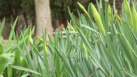 Budded Wild Flowers Light Breeze 30fps Stock Footage 306322898
