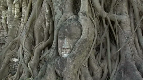Buddha Among the Tree Roots at the Temple Ruins Stock Footage 327890614