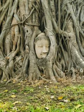 Buddha entrapped by tree Stock Photos