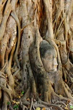 Buddha face in root Stock Photos