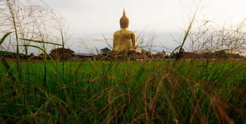 Buddha with grass on field. Foto stock