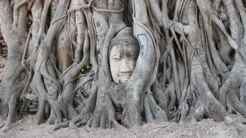 Buddha head embedded in a Banyan tree at Wat Mahathat Ayutthaya Thailand Stock Footage 131071556