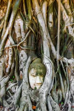 Buddha head embedded in a Banyan tree in Ayutthaya, Thailand Stock Photos