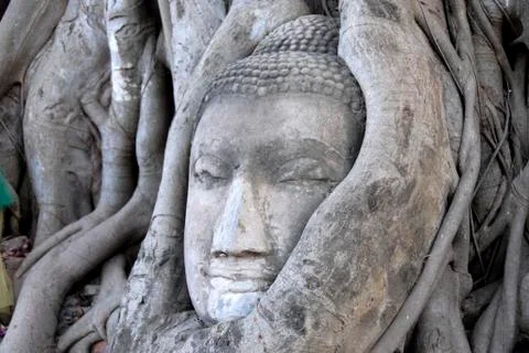 Buddha head entwined by the root system of a fig tree ficus religiosa wat mah Stock Photos