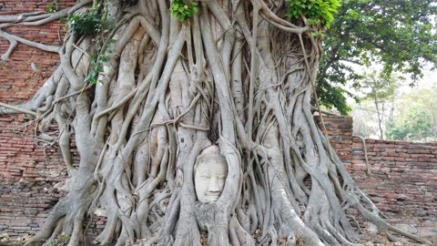 Buddha head in green tree roots Stock Footage 139107737