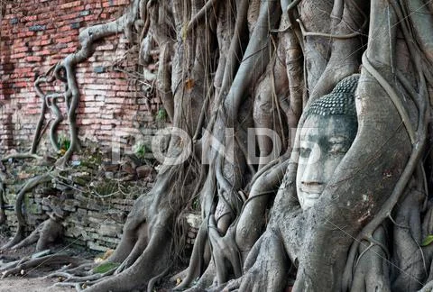 Buddha Head It Tree Roots Tourist Travel Landmark In Ayutthaya Thailand