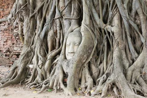 Buddha head overgrown by fig tree in Wat Mahathat. Stock Photos