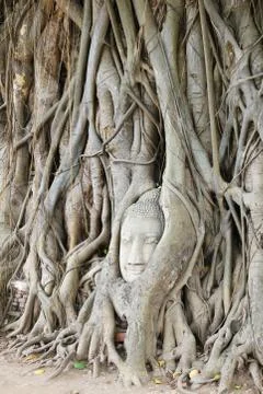 Buddha head overgrown by fig tree in Wat Mahathat. Stock Photos