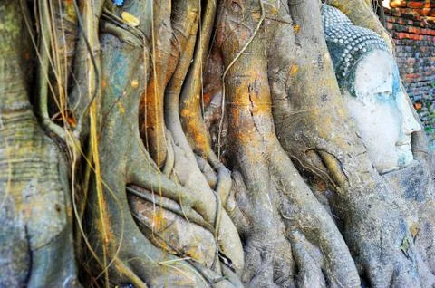 Buddha head Stock Photos