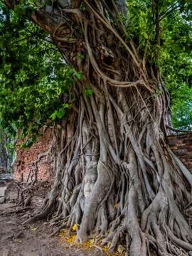 Buddha head in the root. Ruins of temples in Ayutthaya period Stock-Fotos