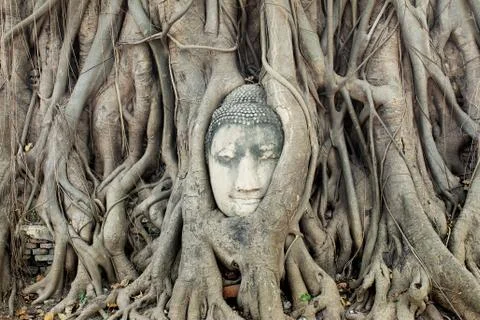 Buddha Head Statue in Banyan Tree Stock Photos