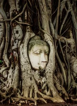 Buddha Head statue embed in tree roots. Ancient sandstone sculpt 写真素材