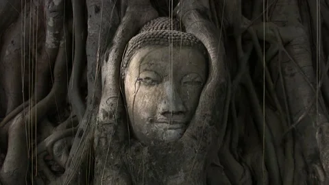 Buddha Head Statue Meditation Enlightenment Asia Ancient Ruin Forest Zoom Out Stock Footage 321624352